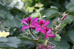 Bauhinia blakeana
